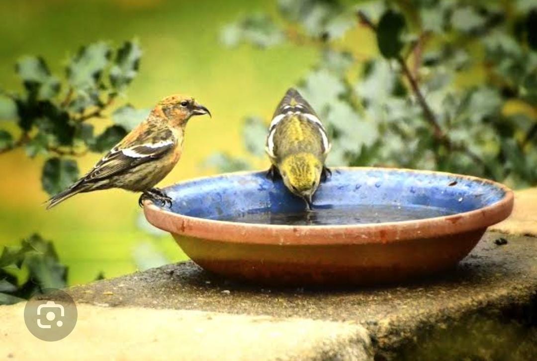 भीषण गर्मी में जल भरे पात्र रखकर पक्षियों का जीवन बचाएं भीषण गर्मी में जल भरे पात्र रखकर पक्षियों का जीवन बचाएं